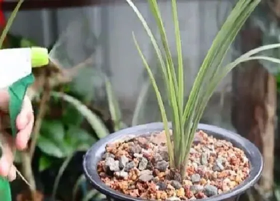 种植土壤|种植兰花用什么样的土（盆栽兰花用什么花土配方最好）