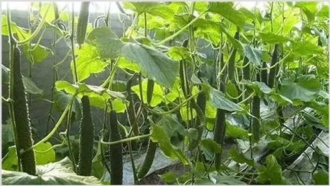 黄瓜苦味重的原因及预防方法 | 植物病害