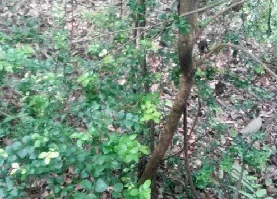 植物种类|野生黄杨木是国家保护植物吗
