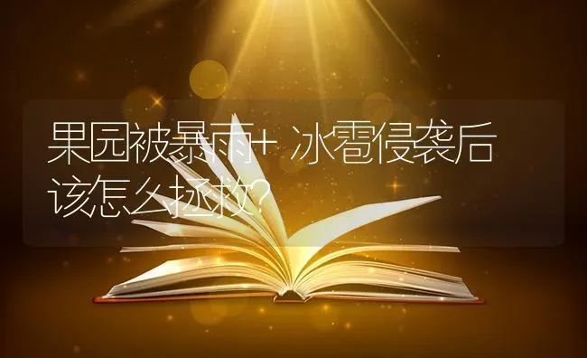 果园被暴雨+冰雹侵袭后 该怎么拯救？ | 瓜果种植