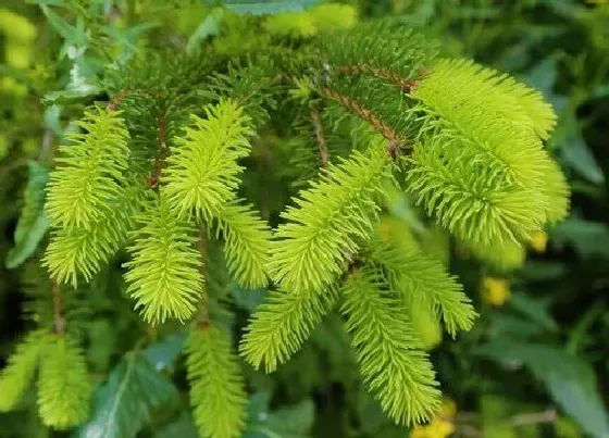 花语|松树开花有什么寓意 代表什么意思