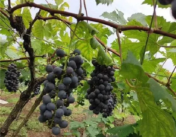 植物修剪|葡萄树怎么剪枝 修剪方法及图解