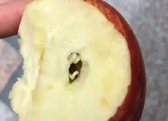 食用常识|苹果发芽了可以吃吗