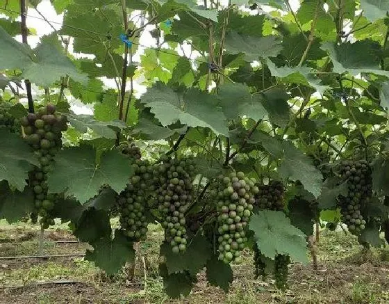 植物修剪|葡萄树怎么剪枝 修剪方法及图解