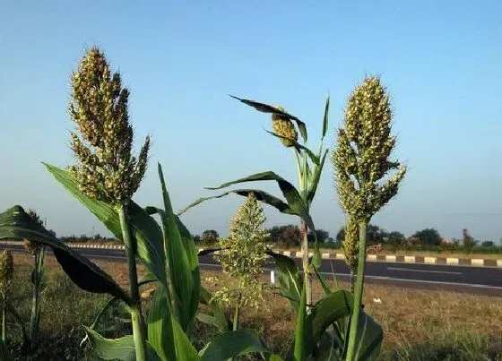 植物种类|高梁是植物吗 属于禾本科草本植物