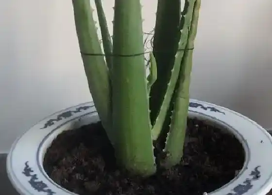 药用价值|芦荟有什么药用价值