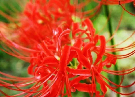 种植位置|彼岸花适合种在什么地方 生长在什么环境合适