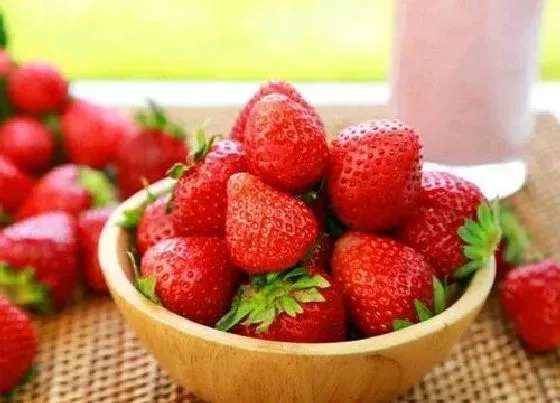 果实科普|介绍巧克力草莓是什么品种（巧克力奶油草莓产地是哪里）