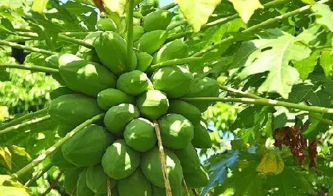 种植管理|怎样种木瓜产量高，木瓜高产种植管理方法与栽培技术要点）