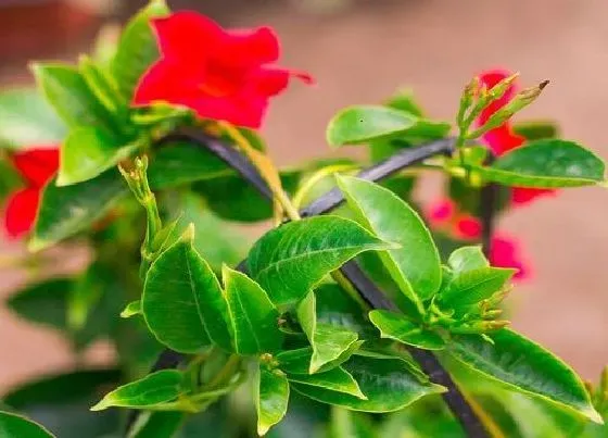 植物香味|飘香藤花有香味吗