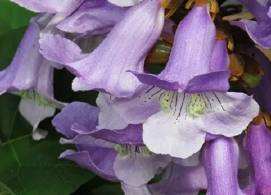 开花时间|梧桐什么时候开花 开花时间几月份