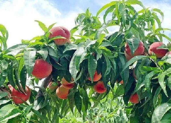 植物移栽|桃树秋天能移栽吗 什么季节移栽好