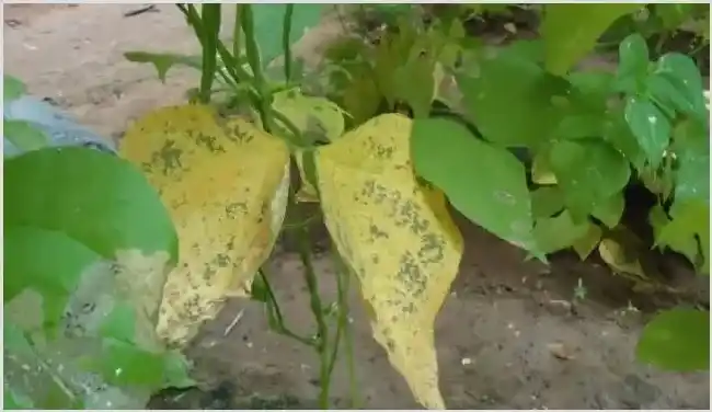 防治豆角黄叶,要对症下药! | 种植技术