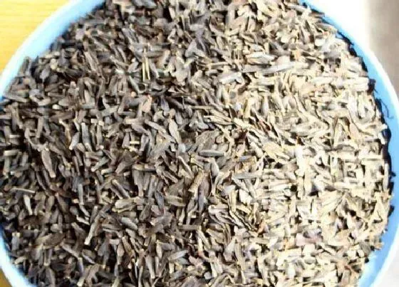 植物播种|大丽花种子什么时候播种最好