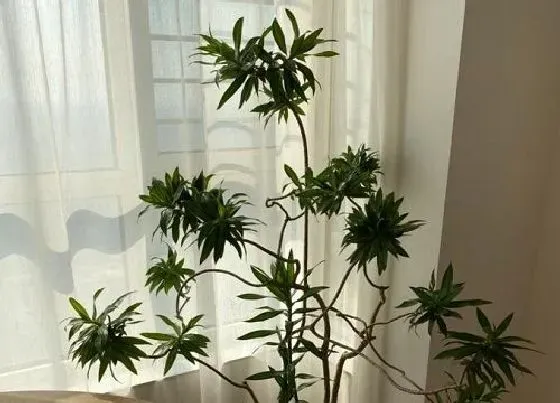 植物寓意|百合竹的寓意与风水 象征寓意和摆放风水