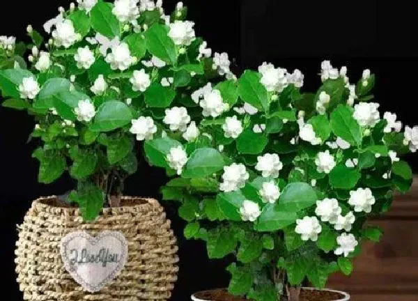 养殖科普|虎头茉莉几月份发芽（虎头茉莉什么时候出新芽开花）