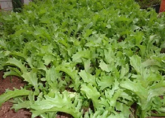 阳台摆放|阳台种植苦菊的时间和方法