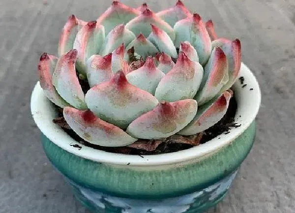 植物移栽|吉娃娃用深盆还是浅盆好