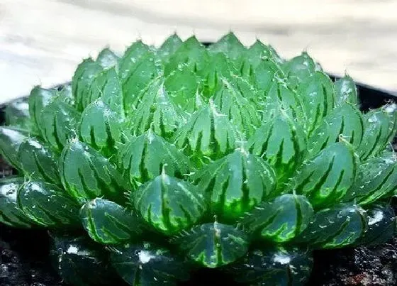 植物种类|新手适合养什么品种多肉（最值得入手的好看多肉植物）