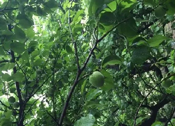 果实成熟|青梅采摘时间和收获季节