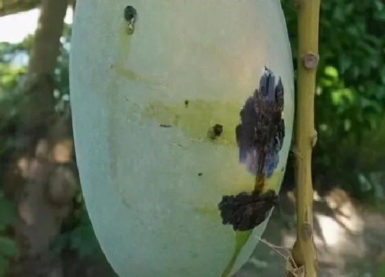 植物病害|芒果炭疽病的发病原因与治疗方法