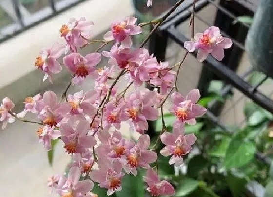 植物种类|最香的四季兰花品种 四季开花的兰花有哪些品种