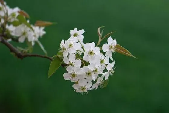 开花时间|梨花什么季节开花 开花月份