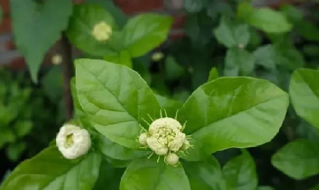 养殖科普|虎头茉莉几月份发芽（虎头茉莉什么时候出新芽开花）