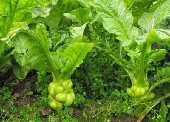 种植方法|北方榨菜种植时间和方法