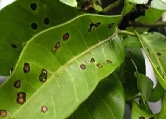 植物病害|芒果炭疽病的发病原因与治疗方法