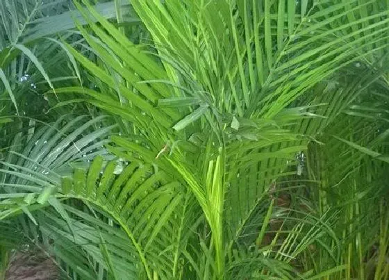 植物寓意|凤尾葵的寓意与风水 象征寓意与摆放风水