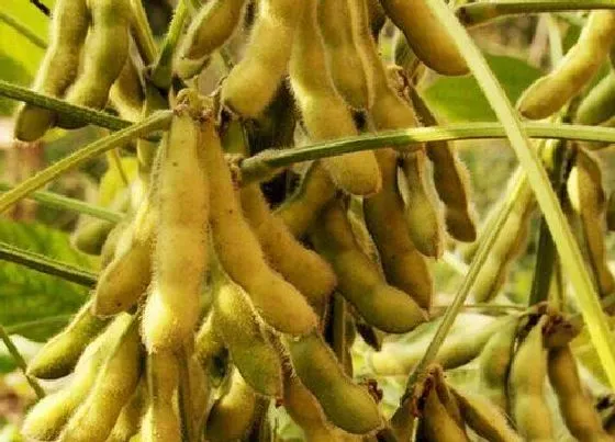 种子|黑农84大豆品种简介（黑农84种植密度及栽培技术）