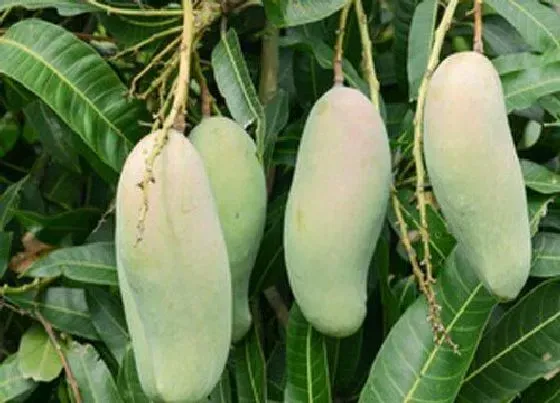 果实成熟|芒果几月份成熟采摘 收获季节是什么时候