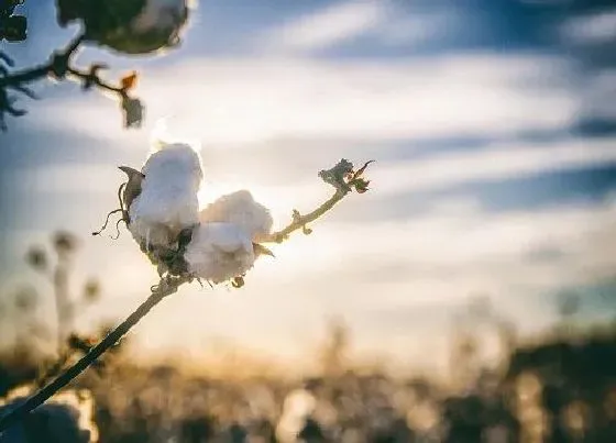 果实科普|棉花是果实吗