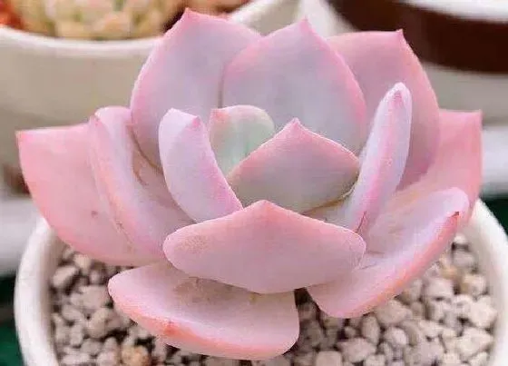 植物施肥|多肉怎么施肥才能更旺盛，如何给多肉施肥料又肥又胖）