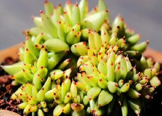 植物施肥|多肉喜肥吗 喜欢施什么肥料