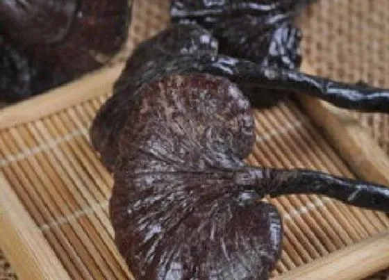 功效常识|灵芝草的功效与作用及食用方法