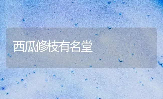 西瓜修枝有名堂 | 瓜果种植