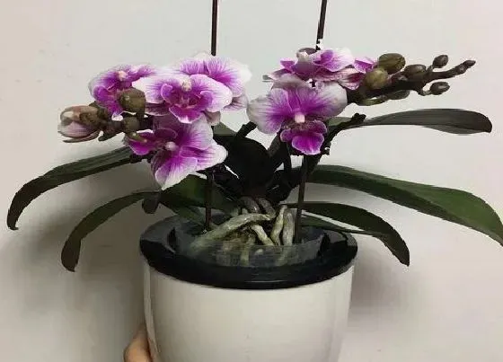 植物寓意|蝴蝶兰代表什么象征意义