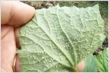 阿维菌素使用方法及注意事项 | 植物病害