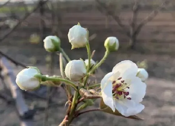 颜色花|梨树花是什么颜色的