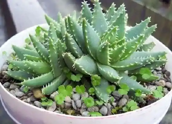 药用价值|芦荟有什么药用价值