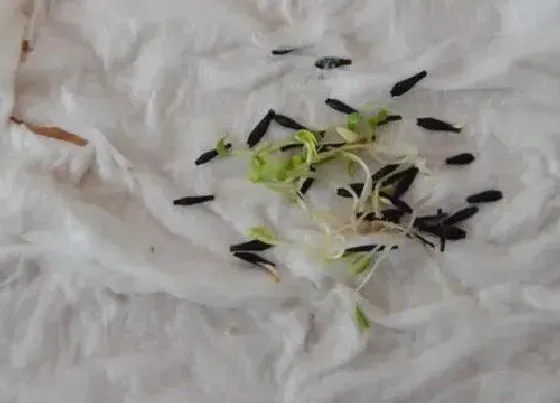 植物播种|大丽花种子什么时候播种最好