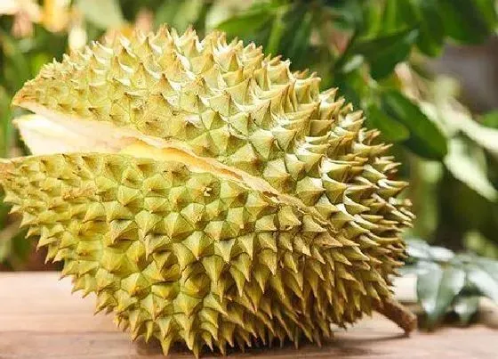 植物寓意|榴莲象征着什么意义