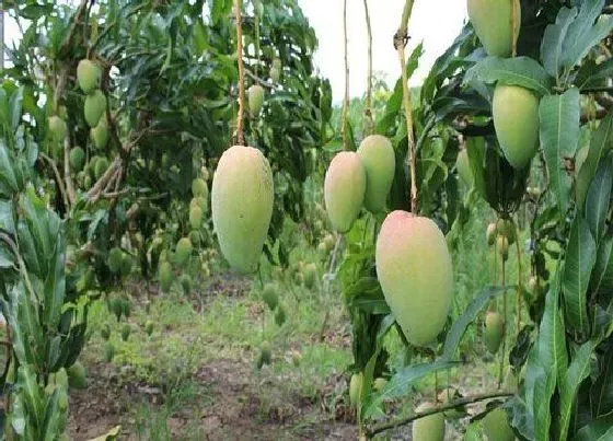 植物寓意|芒果代表什么生肖