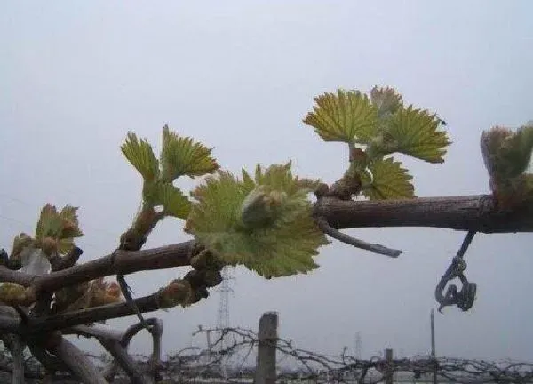 植物发芽|提子树什么时候发芽长叶