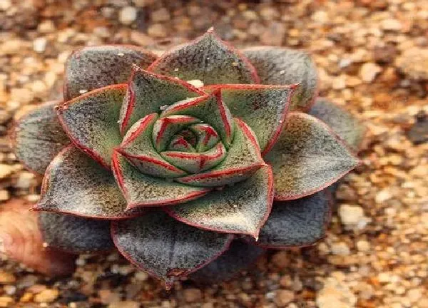 植物浇水|多肉多少天浇一次水最好 浇一次水间隔多长时间