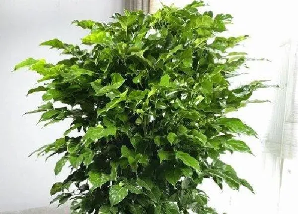 养殖科普|幸福树能晒太阳吗