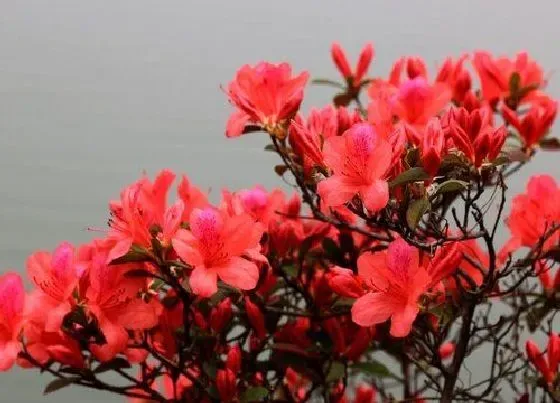 植物种类|映山红哪个品种最值钱（什么颜色映山红最漂亮）