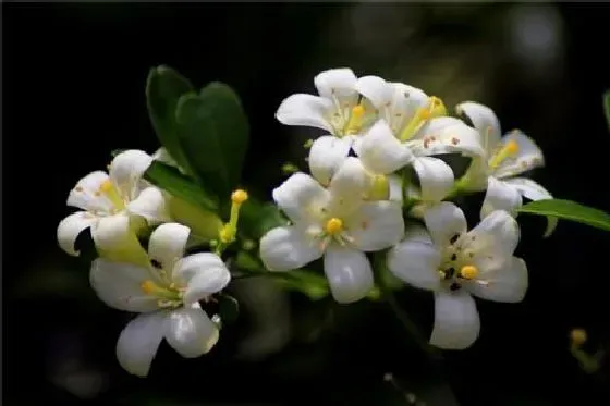 开花时间|九里香什么时候开花季节 一般几点钟开放